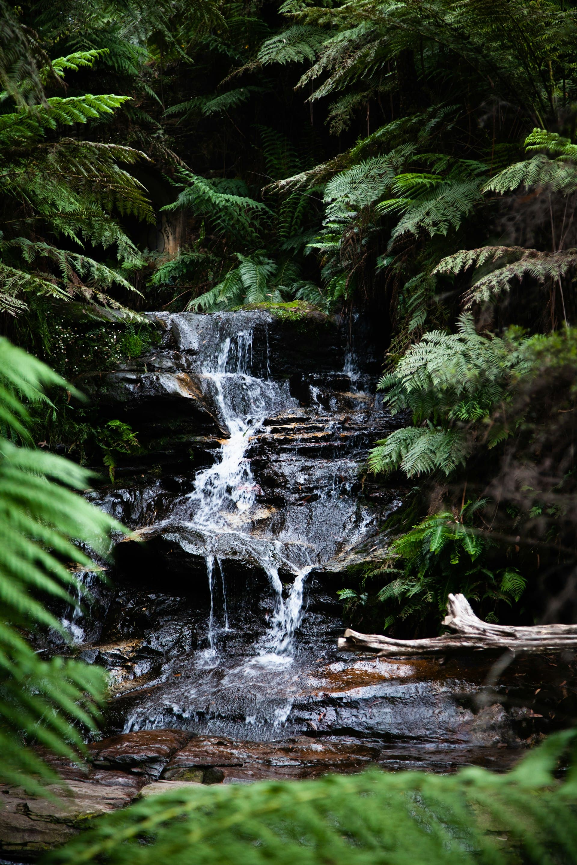 Tiwai Island: Rainforest Safari