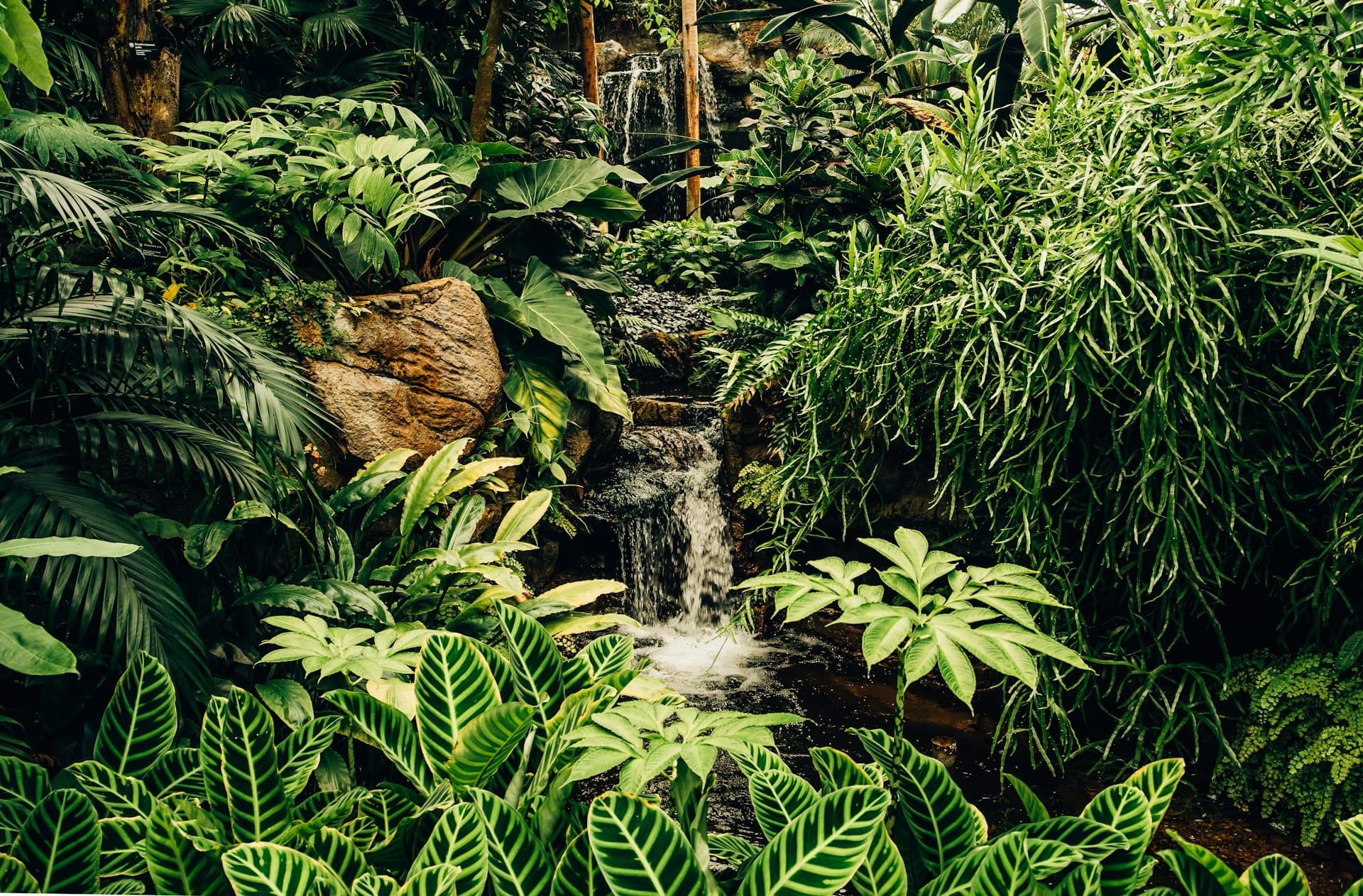 Tiwai Island: Rainforest Safari